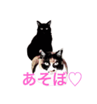 meow！meow！！meow！！！（個別スタンプ：8）