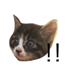 meow！meow！！meow！！！（個別スタンプ：9）
