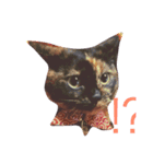 meow！meow！！meow！！！（個別スタンプ：12）