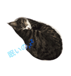 meow！meow！！meow！！！（個別スタンプ：13）