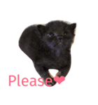 meow！meow！！meow！！！（個別スタンプ：15）