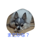 レオンライフ（個別スタンプ：5）