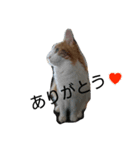 龍と1（個別スタンプ：6）