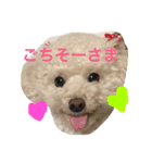 トイプーな毎日（個別スタンプ：1）