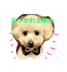 トイプーな毎日（個別スタンプ：3）