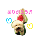 トイプーな毎日（個別スタンプ：4）