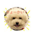 トイプーな毎日（個別スタンプ：5）
