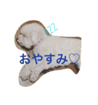 トイプーな毎日（個別スタンプ：6）