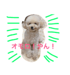 トイプーな毎日（個別スタンプ：8）