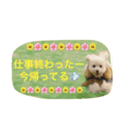 トイプーな毎日（個別スタンプ：9）