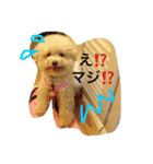 トイプーな毎日（個別スタンプ：10）