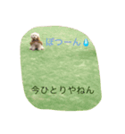 トイプーな毎日（個別スタンプ：12）