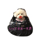 トイプーな毎日（個別スタンプ：14）