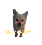 ハニたん（個別スタンプ：1）