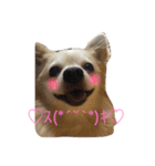 ハニたん（個別スタンプ：2）