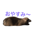 シャム猫 ムーン（個別スタンプ：25）