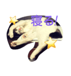 豆大福にゃんこ（個別スタンプ：2）