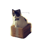 豆大福にゃんこ（個別スタンプ：3）