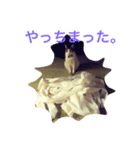 豆大福にゃんこ（個別スタンプ：8）