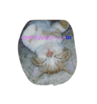 やっぱねこはいいね～（個別スタンプ：1）