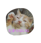 やっぱねこはいいね～（個別スタンプ：2）