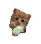 やっぱねこはいいね～（個別スタンプ：3）