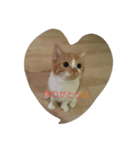 やっぱねこはいいね～（個別スタンプ：4）