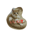 やっぱねこはいいね～（個別スタンプ：6）