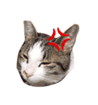 猫チャロ（個別スタンプ：2）