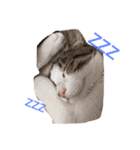 猫チャロ（個別スタンプ：3）