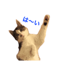 猫チャロ（個別スタンプ：4）