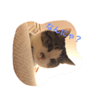 猫チャロ（個別スタンプ：5）