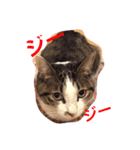 猫チャロ（個別スタンプ：6）