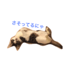 猫チャロ（個別スタンプ：7）