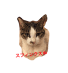 猫チャロ（個別スタンプ：8）