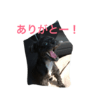 ワンコワンコ（個別スタンプ：4）