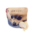 メルスタンプ（個別スタンプ：2）