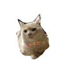 チャイの気持ち（個別スタンプ：1）