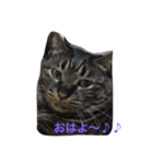 慎之助挨拶編（個別スタンプ：2）