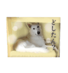 ホワイトシェパード☆ルウ☆LOUP①（個別スタンプ：3）