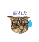 猫のまろさんver.ビジネス（個別スタンプ：4）