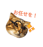 猫のまろさんver.ビジネス（個別スタンプ：10）