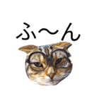 猫のまろさんver.ビジネス（個別スタンプ：12）