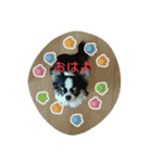 かるび4（個別スタンプ：1）