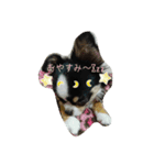 かるび4（個別スタンプ：2）