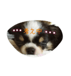 かるび4（個別スタンプ：10）