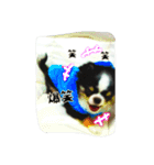 かるび4（個別スタンプ：13）