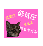 梅雨につかえる猫（個別スタンプ：7）