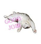 My Pet！！（個別スタンプ：2）