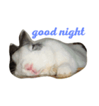 My Pet！！（個別スタンプ：5）